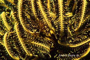 UW234-1 (feather star)Andre Seale